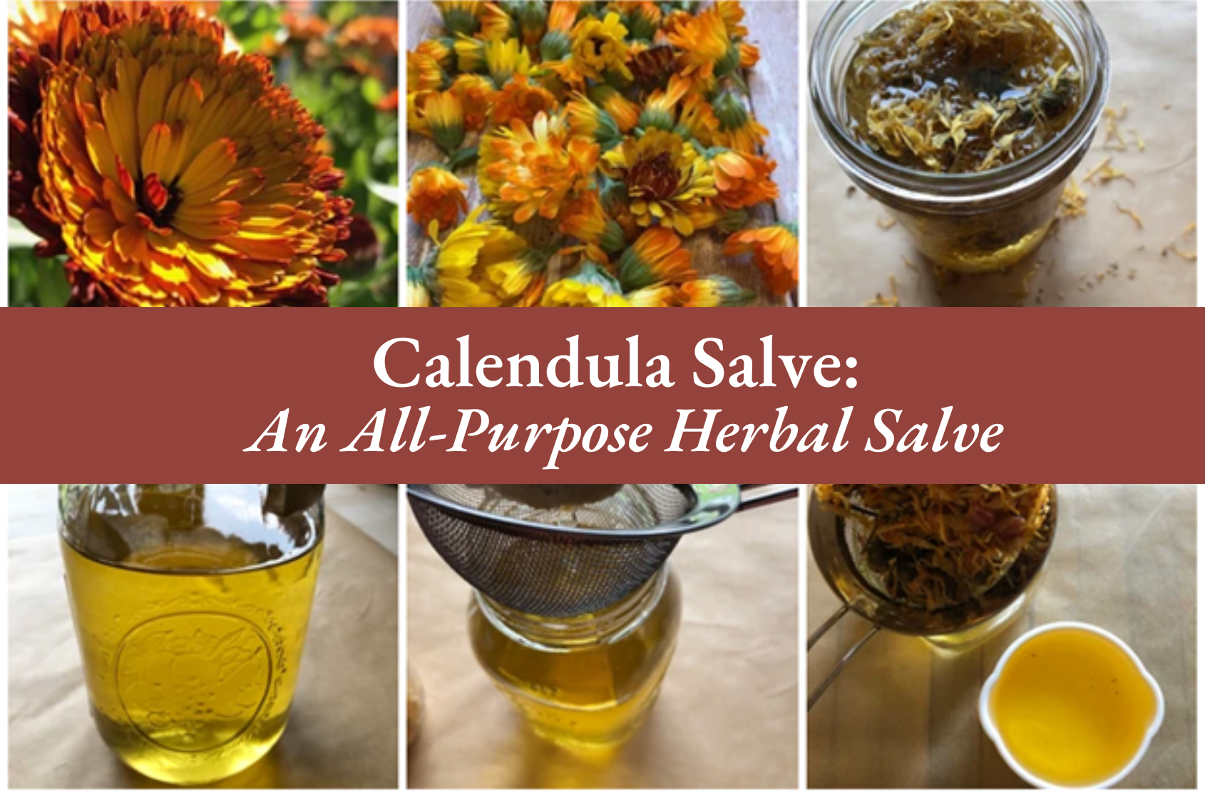 Calendula Salve An All Purpose Herbal Salve Americanmom 0344