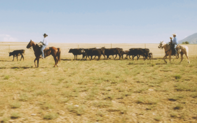 6 Reasons to Buy from Local Cattle Ranchers