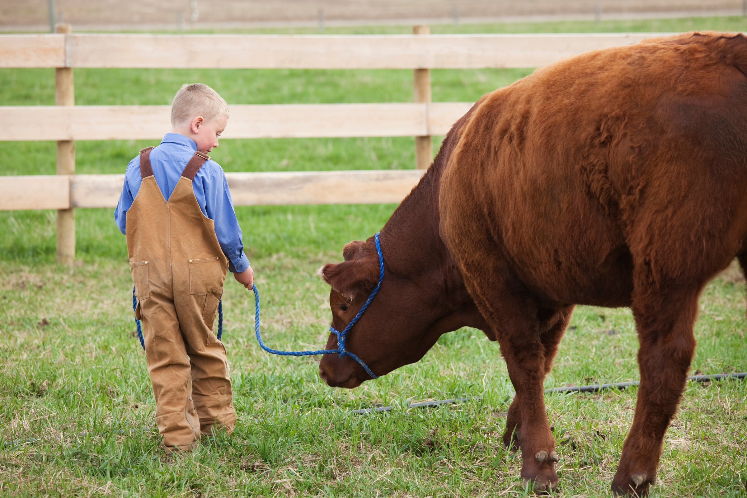 young boy farmer with his cow in a field