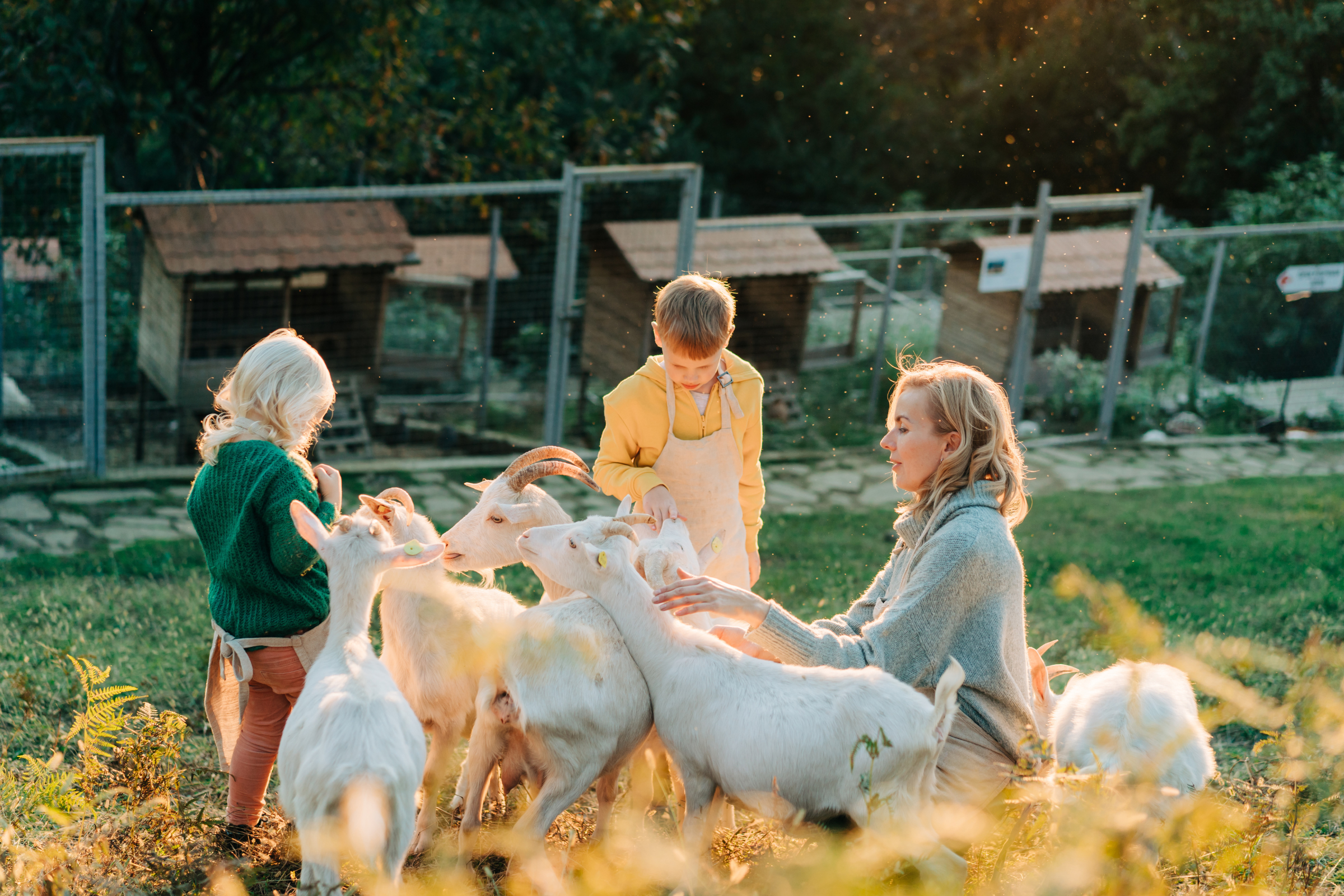 woman and two children feeding white goats